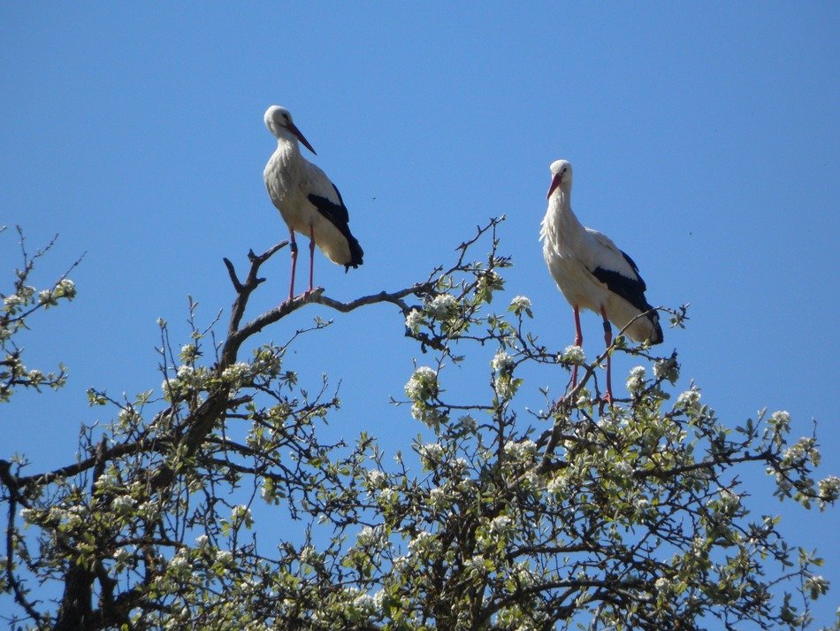 two storks on a blossoming apple tree