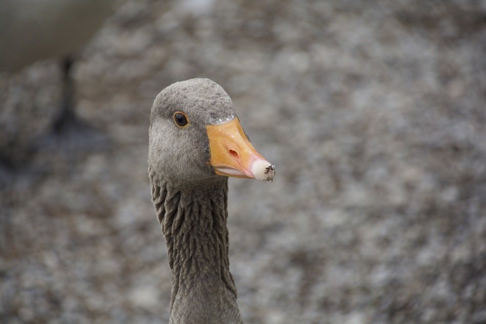 Head of the grey goose