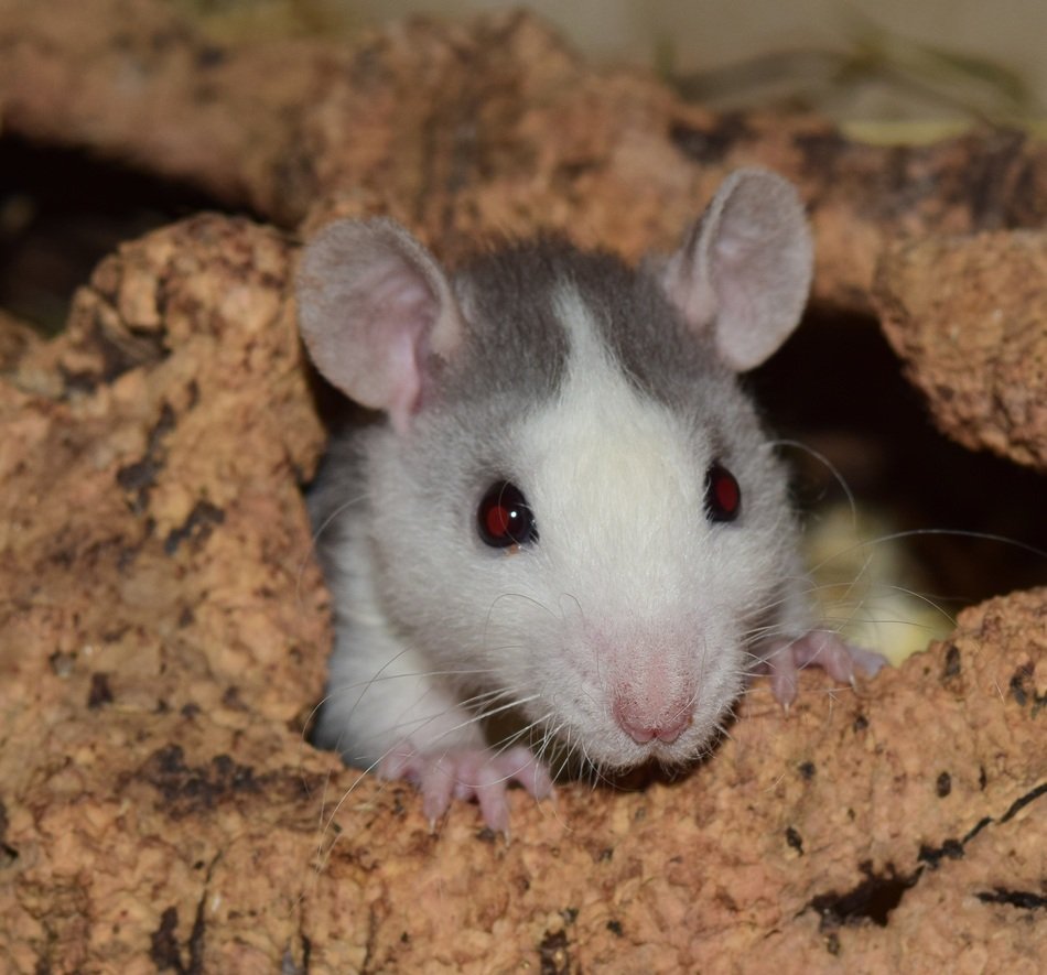 young Rat looking from burrow