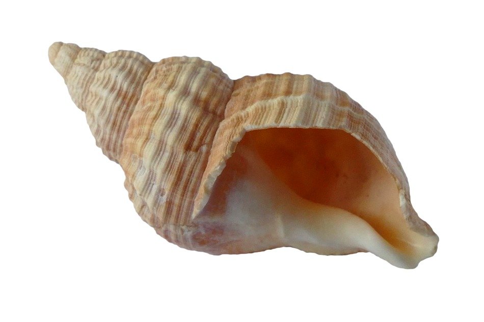 seashell in brown colorss