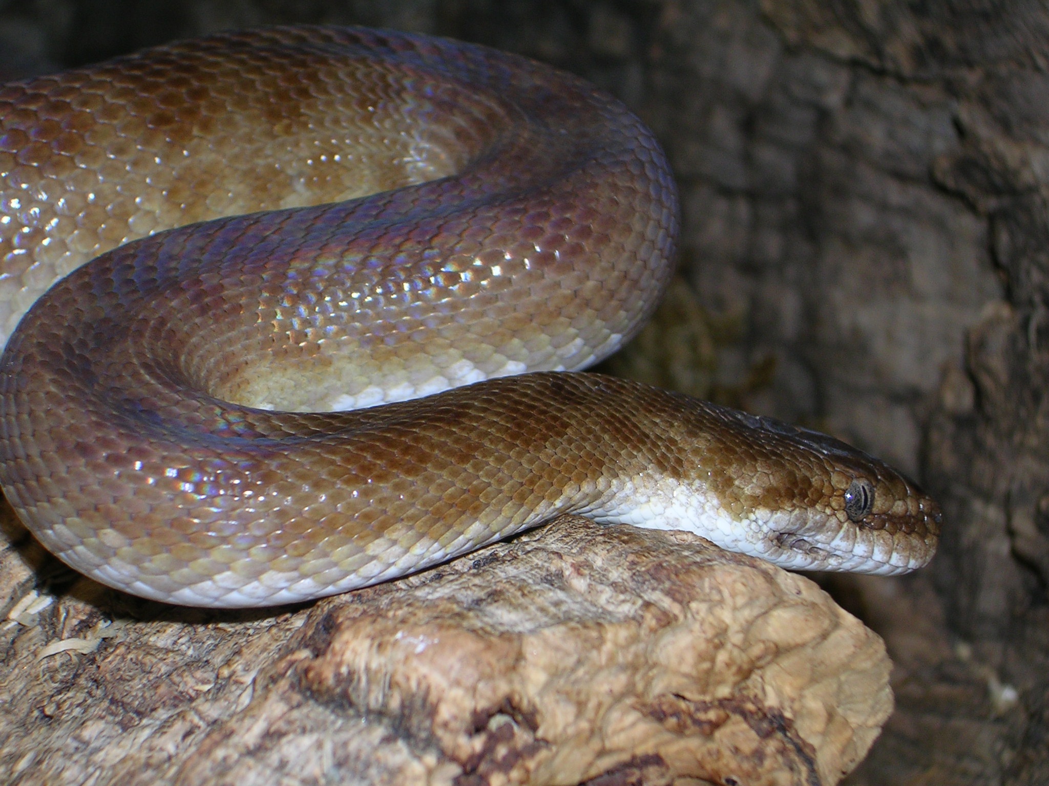 Spotted Python coiled on stone free image download