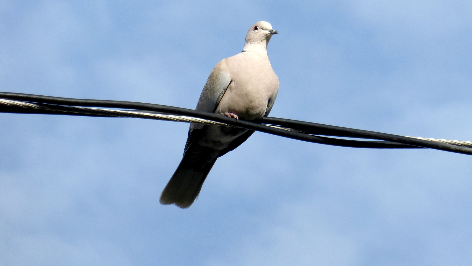 Dove White on Wire free image download