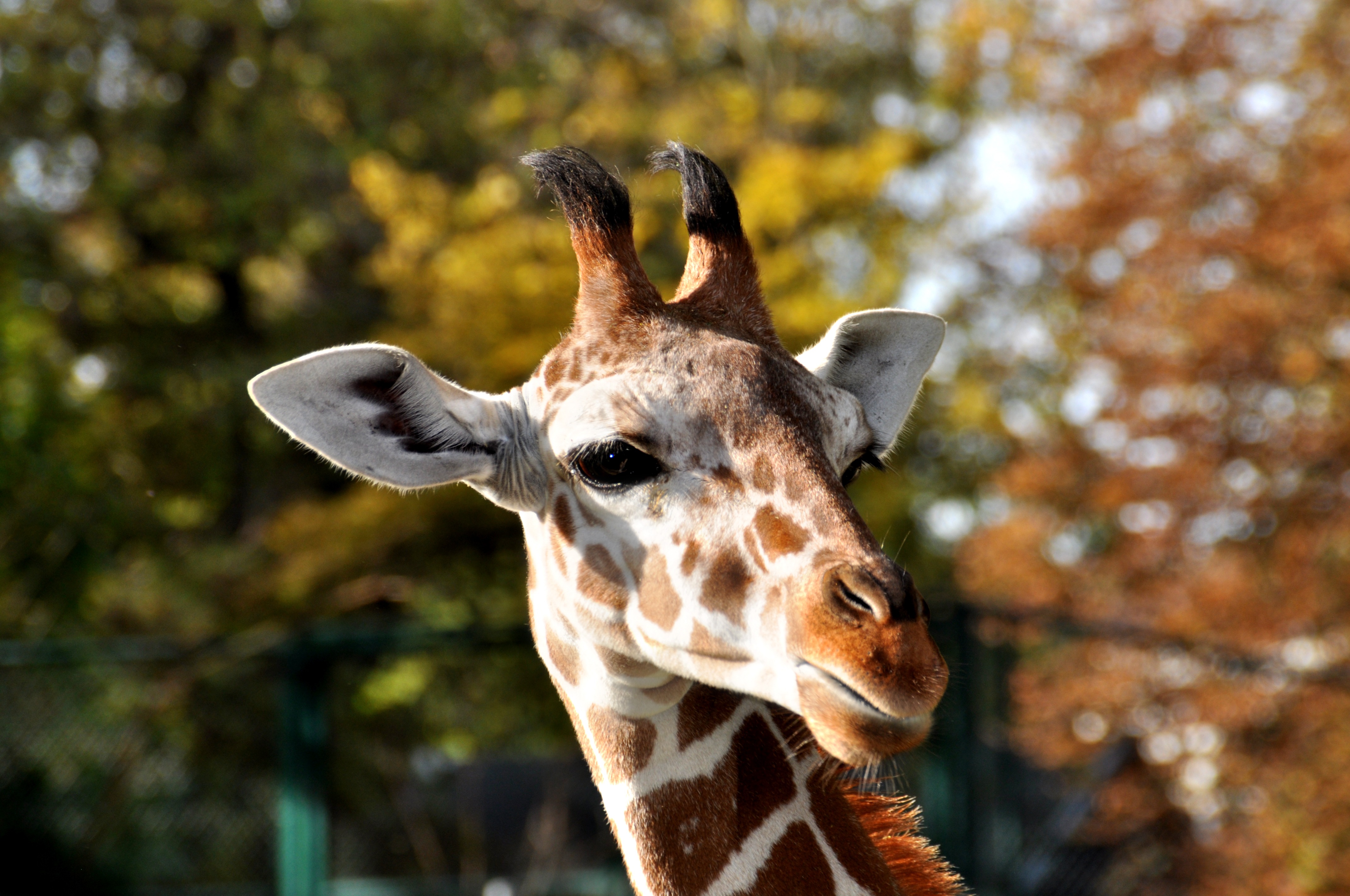 Giraffe close-up on blurred background free image