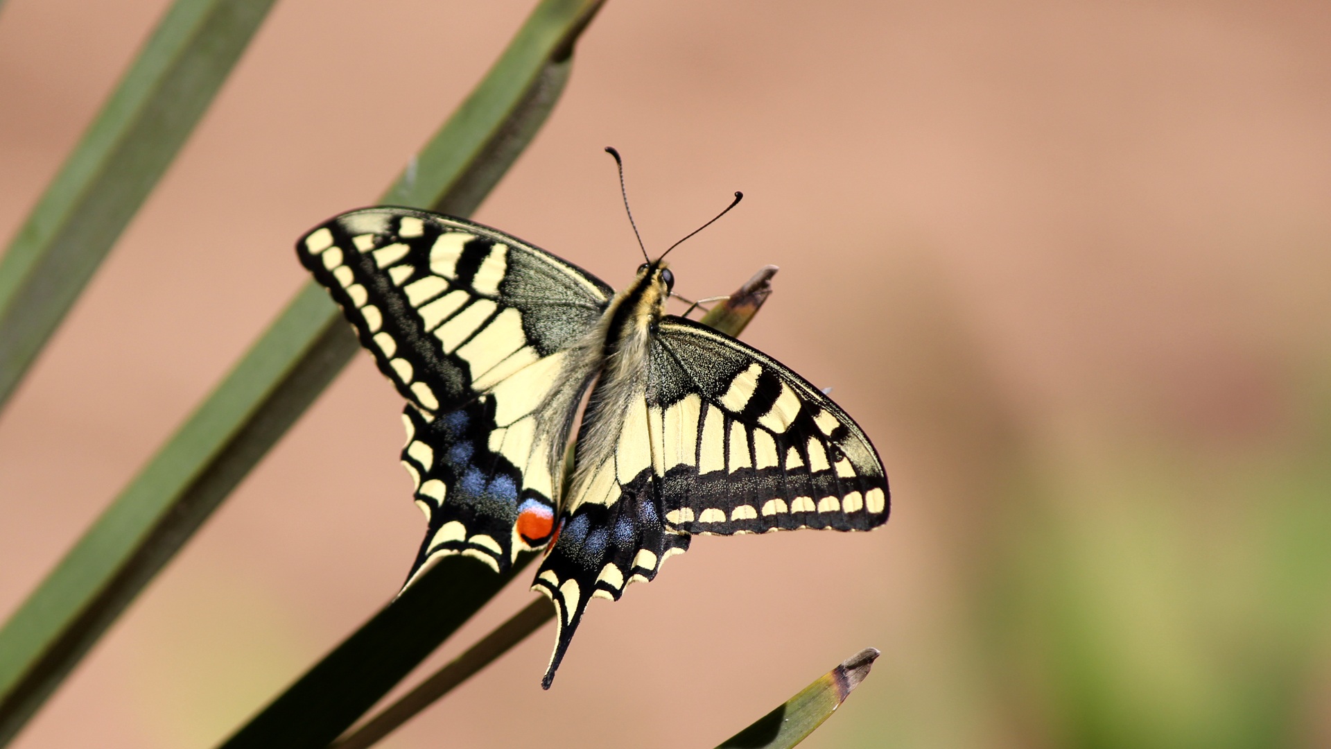 Dovetail butterfly close up free image download