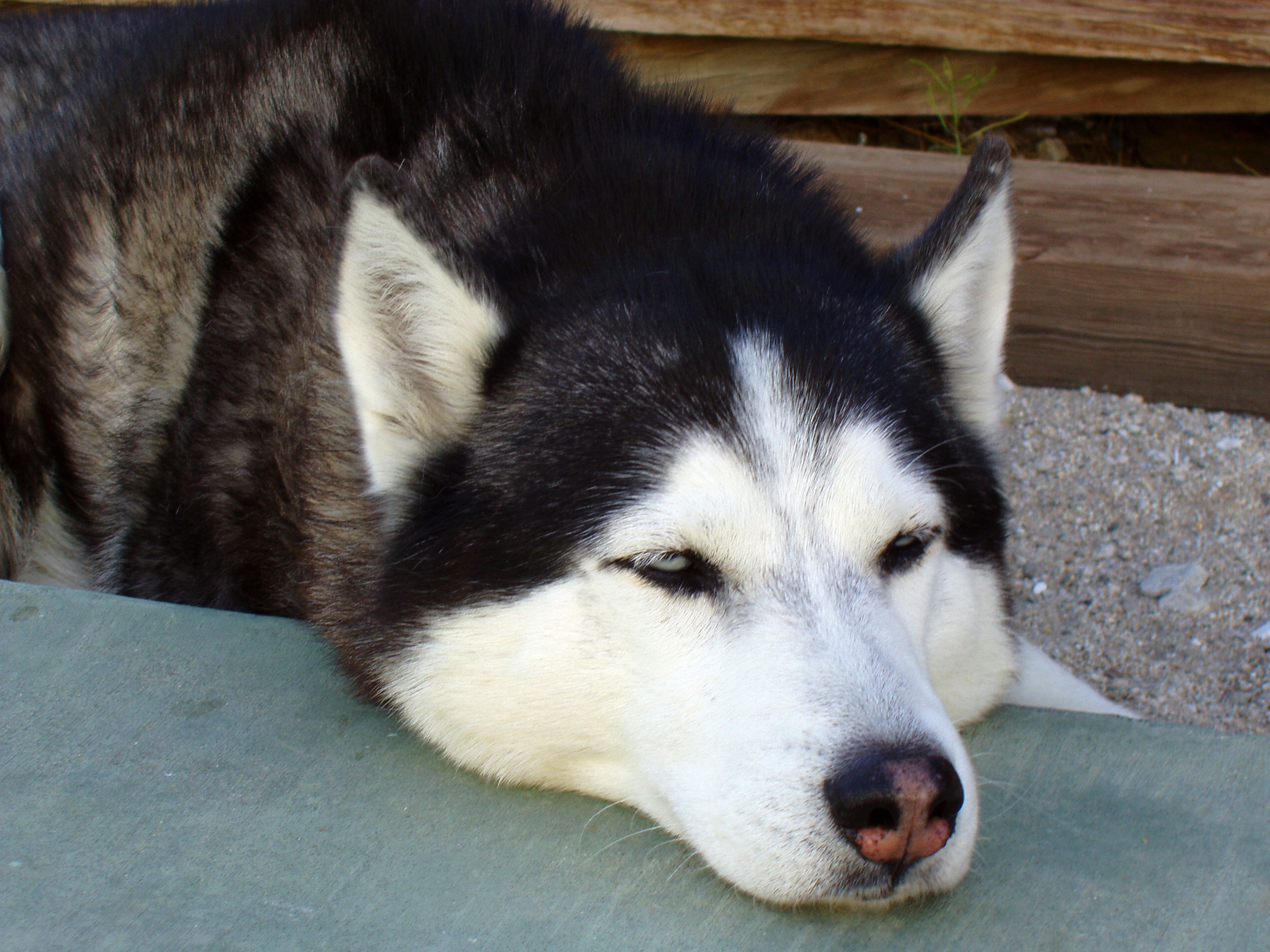 Sleeping Siberian Husky free image download