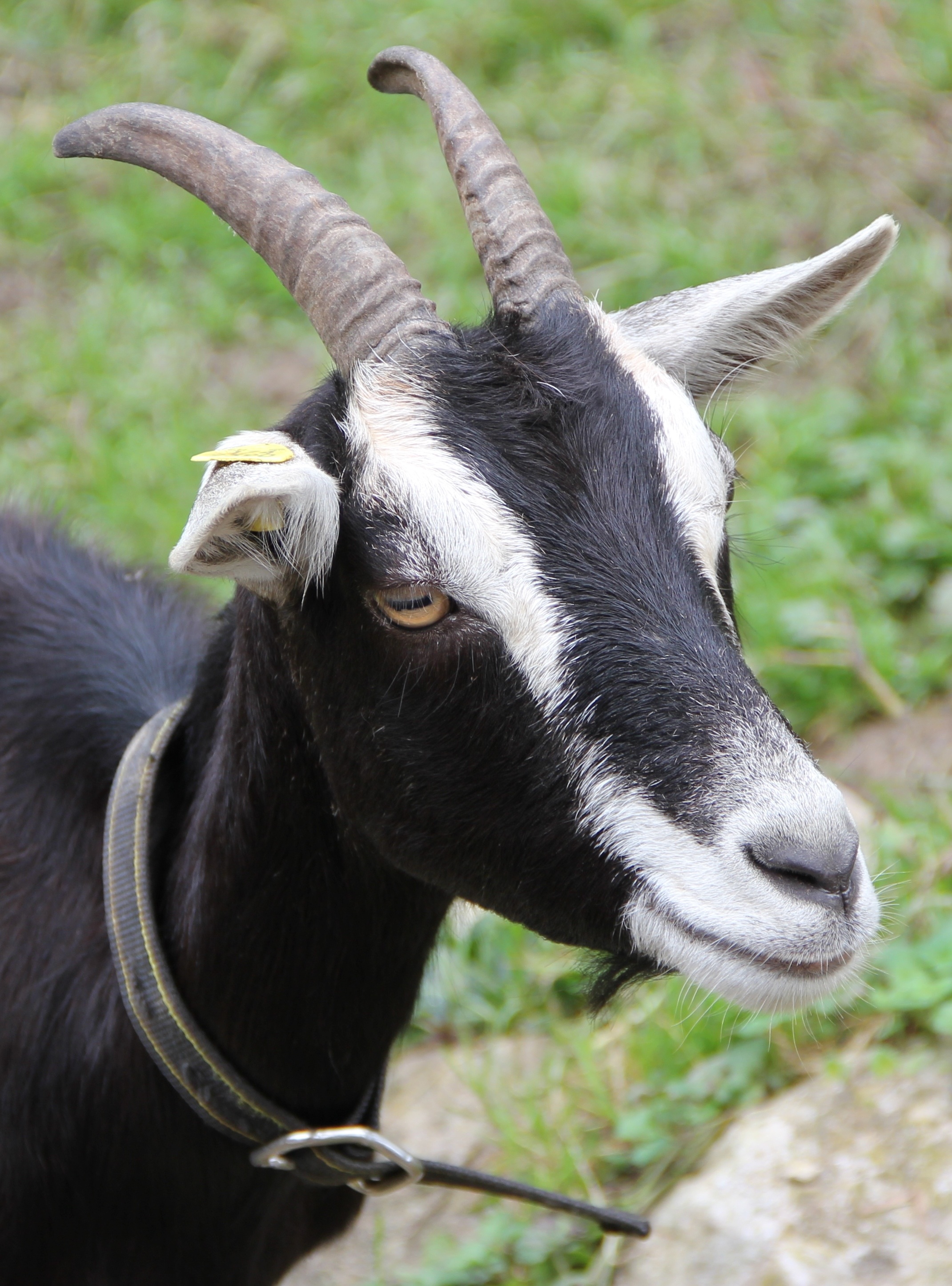 Black and white goat free image download