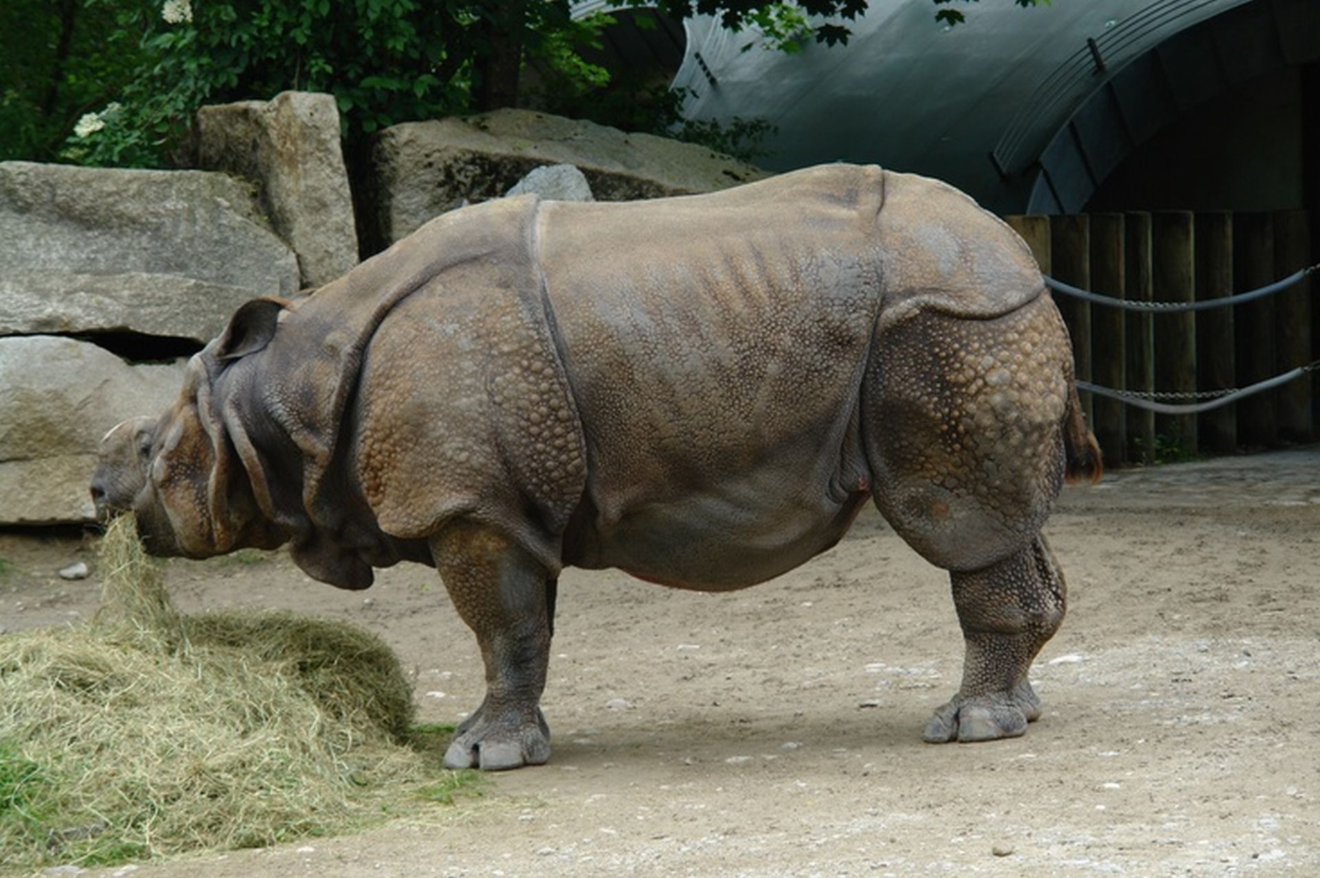 Eating rhino free image download