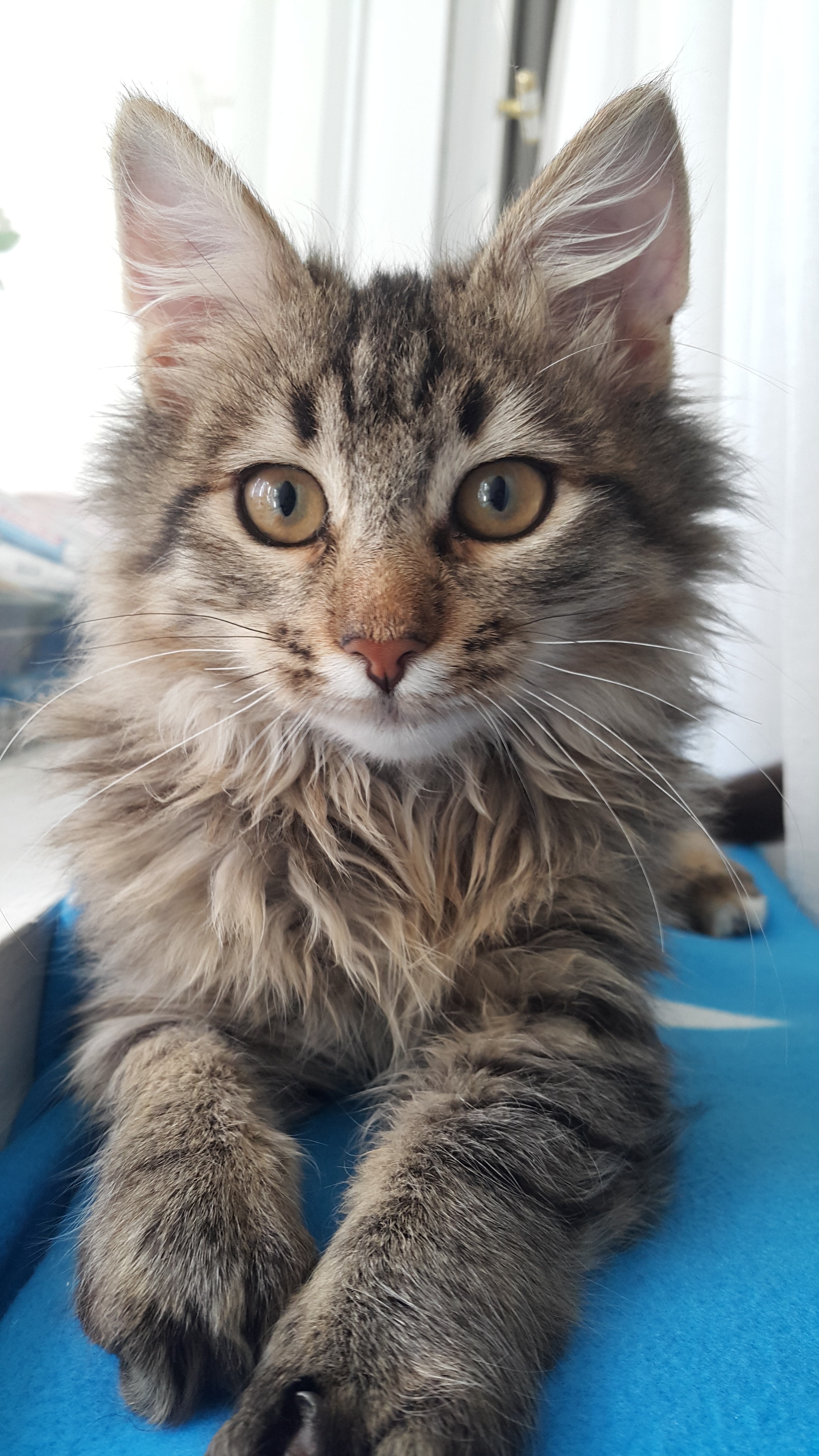 Young Adorable Kitten Free Image