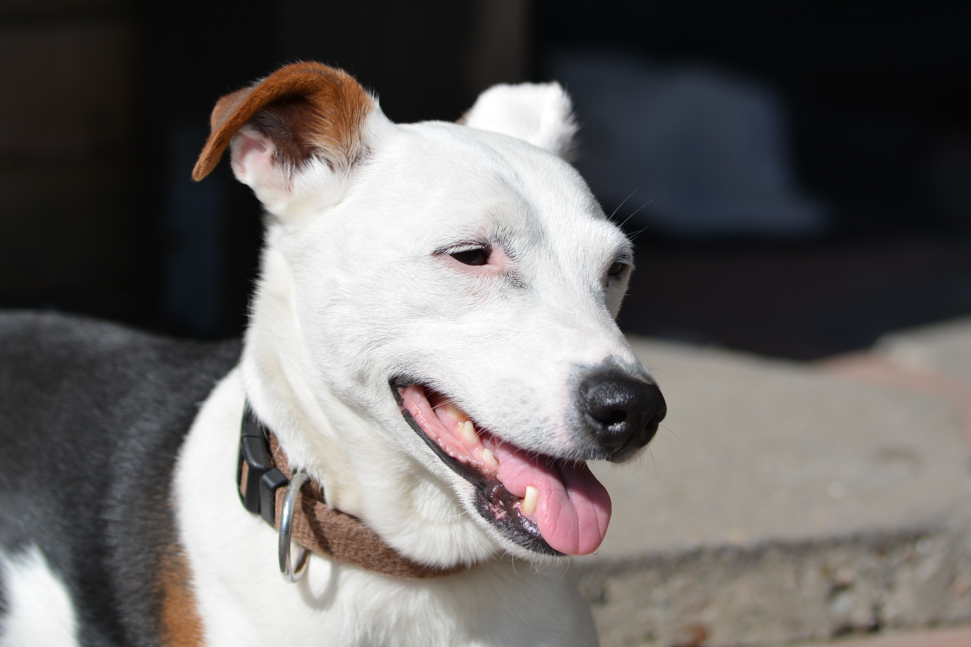 Jack Russell portrait free image download