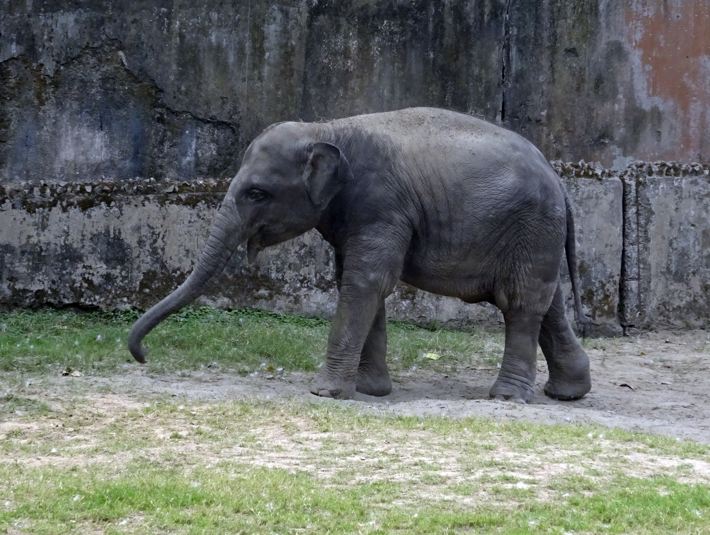 Индийский слон фото