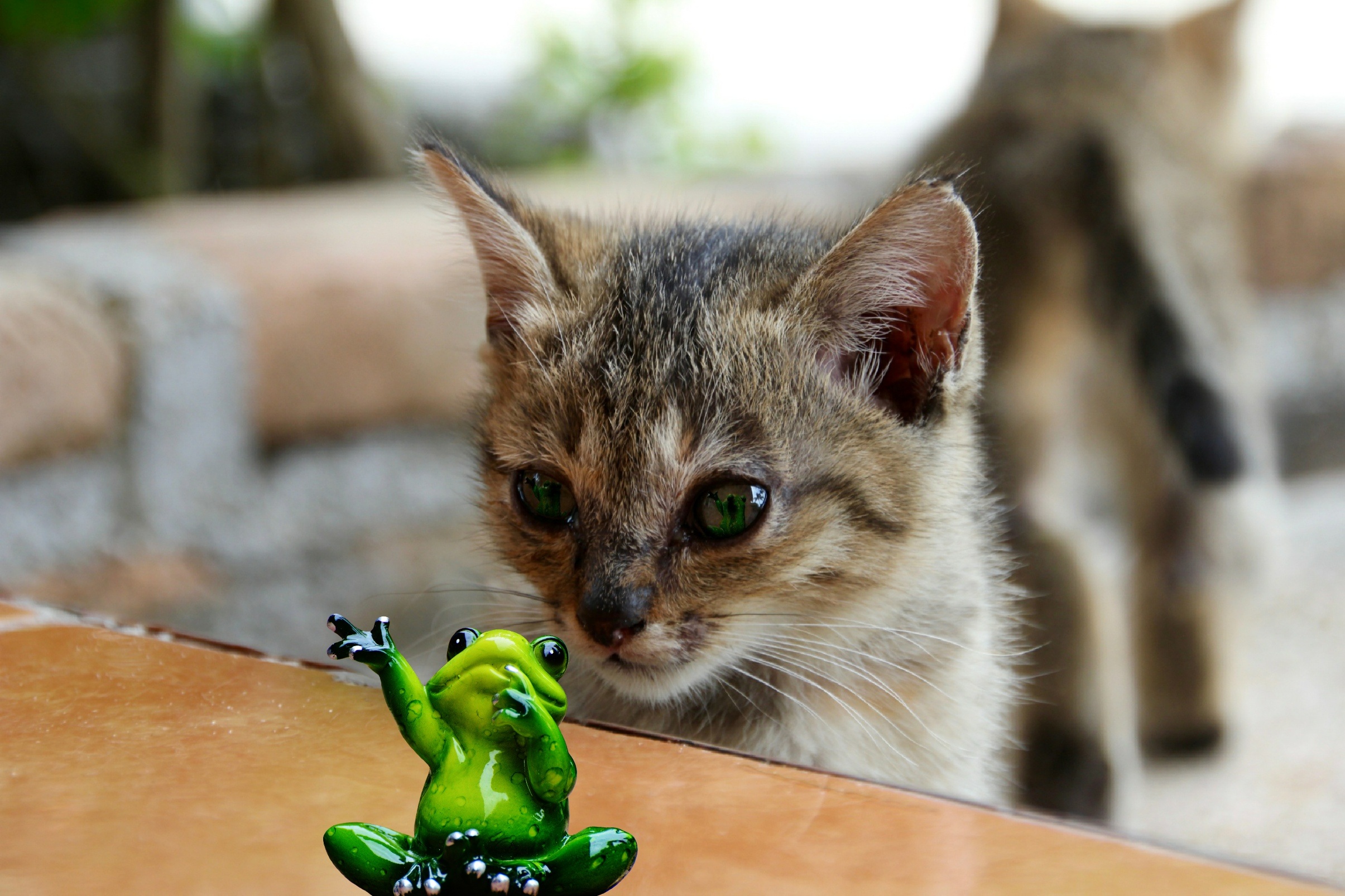 Котики лягушки
