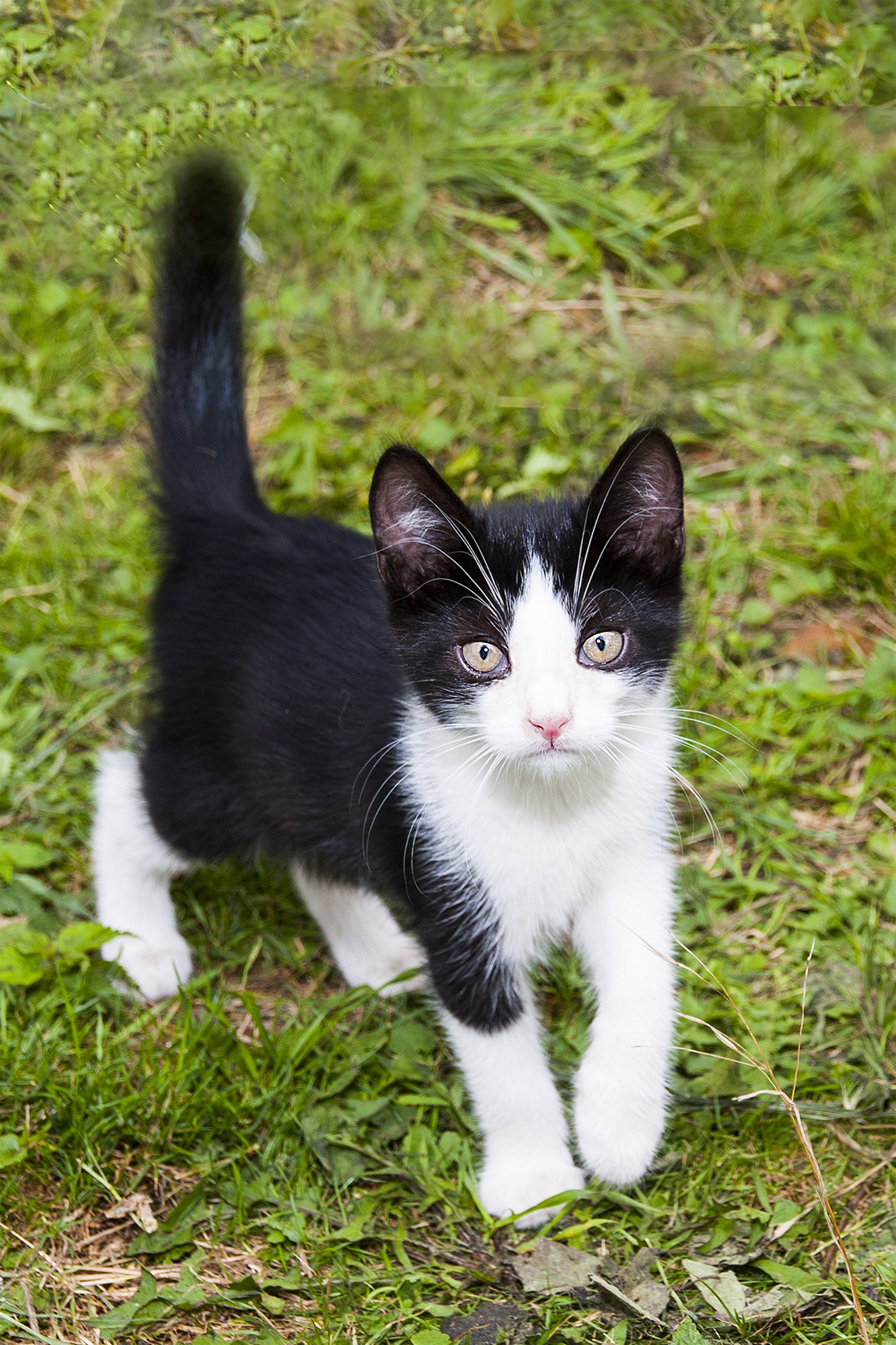фото кошек черно белого окраса