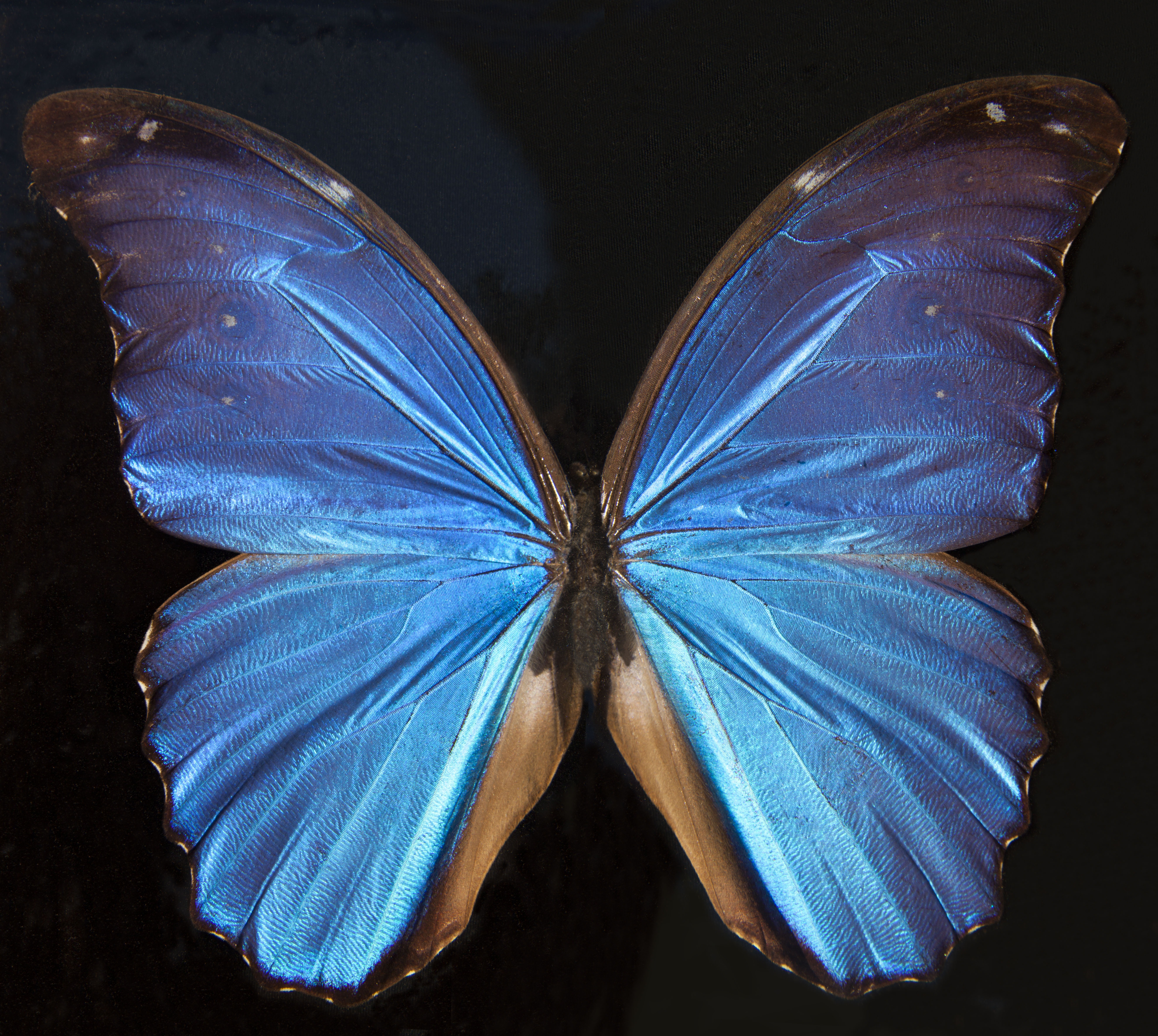 Бабочка Морфо Южная Америка