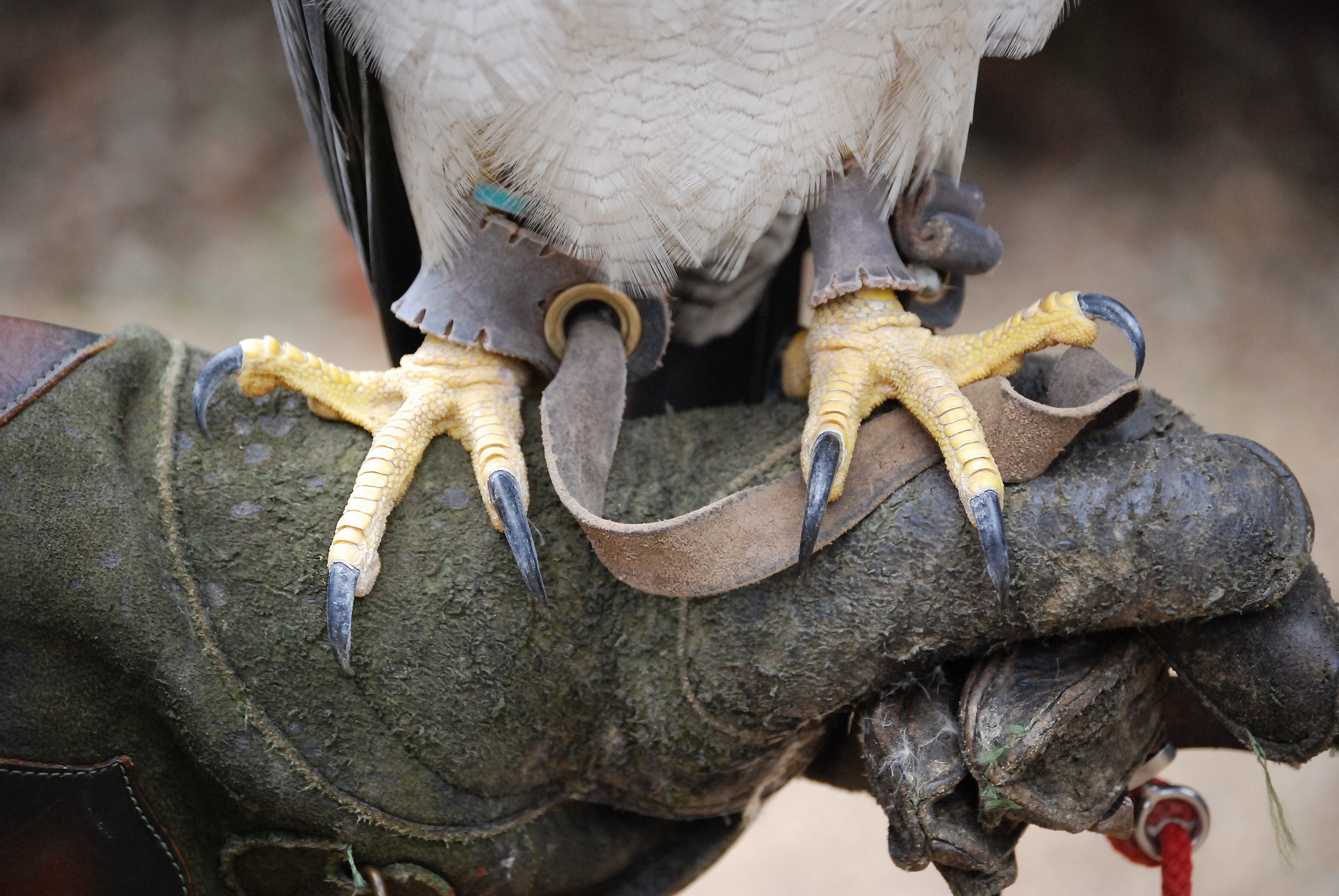 Ethereal claws talons nfl player bets