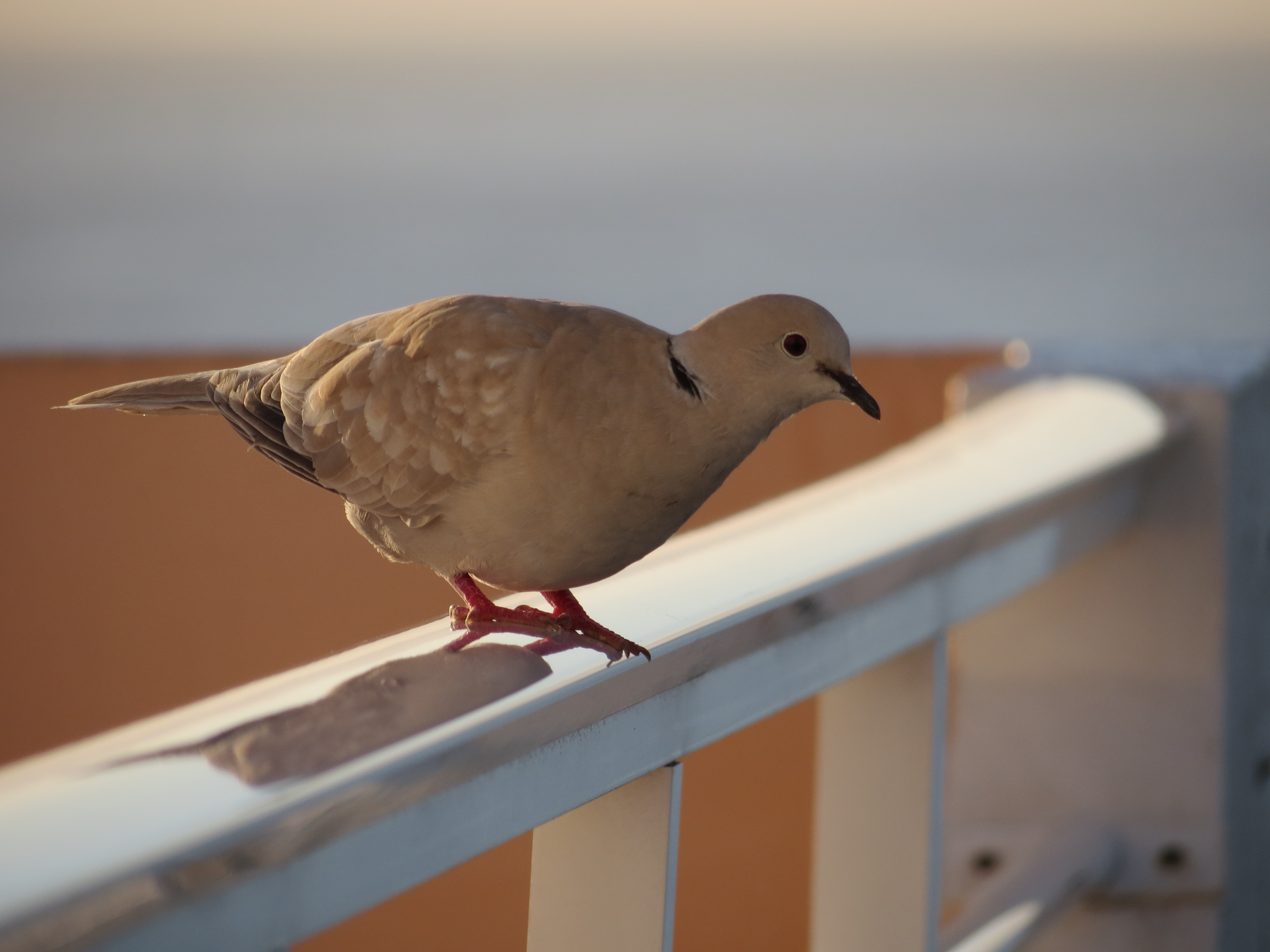 White Dove On The Canary Islands Free Image Download