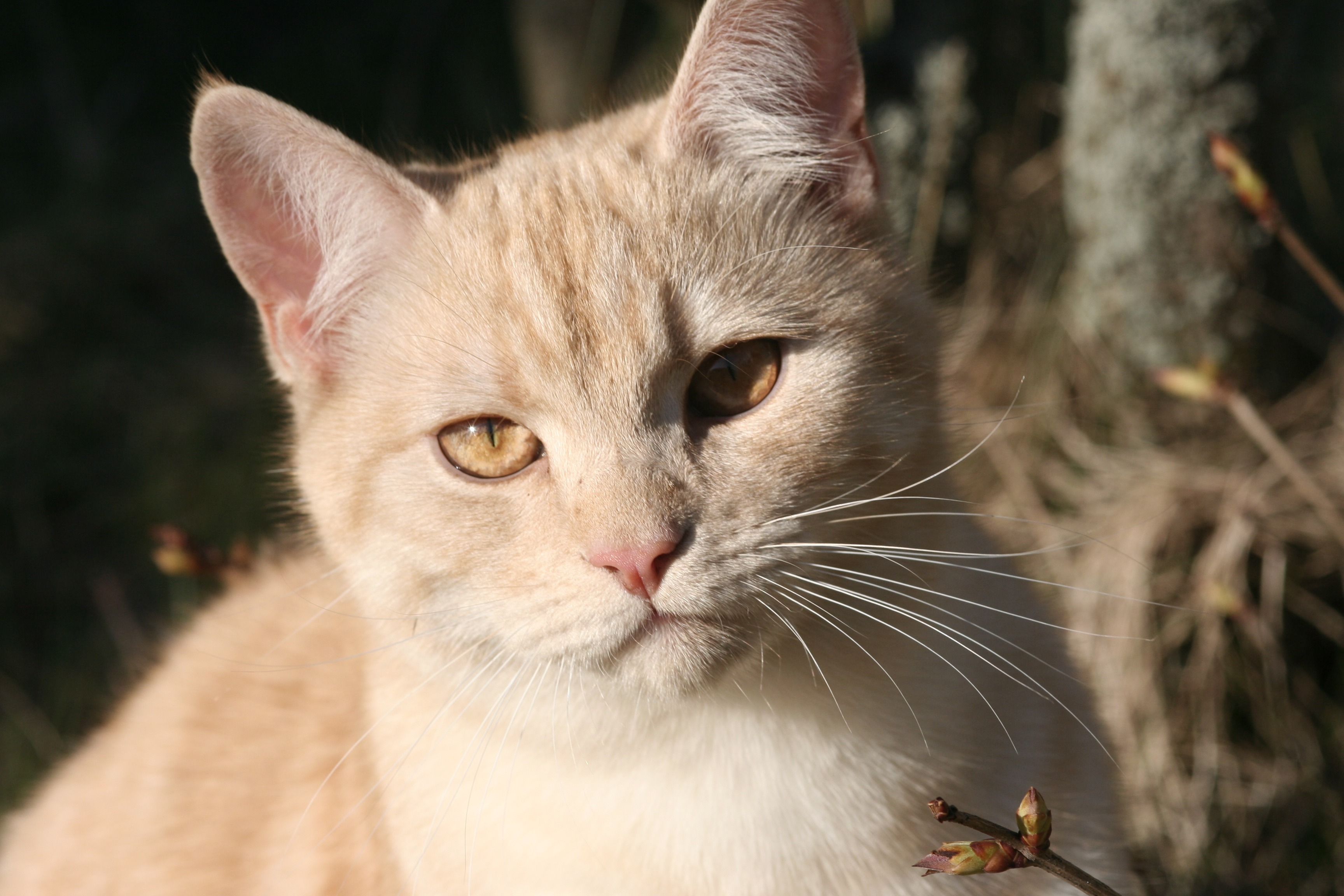 Европейская короткошерстная кошка окрас кремовый
