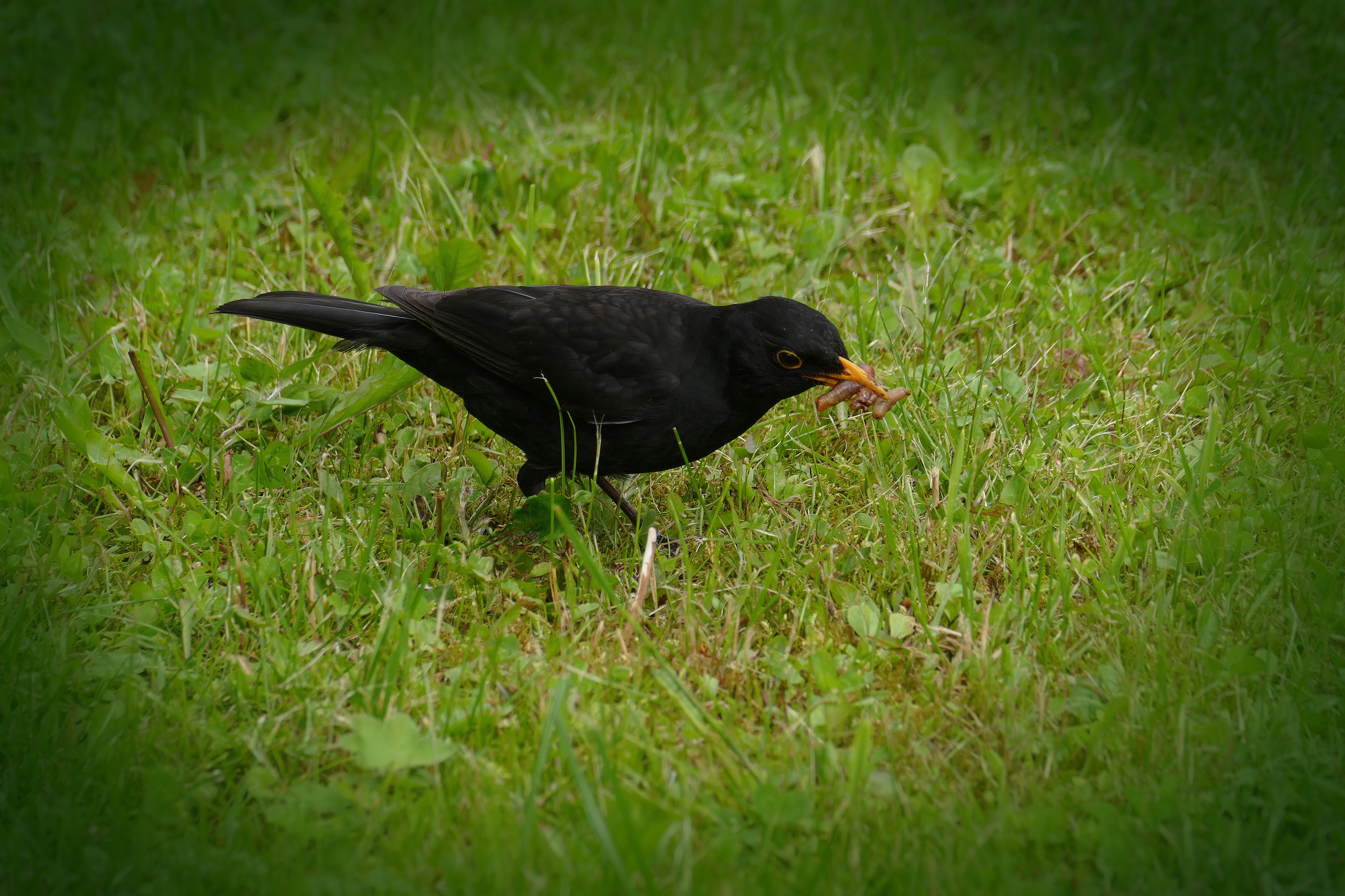 Птица мужского рода. Дрозд чёрный (turdus Merula). Дрозд клюет. Дрозд на траве. Дрозды фото птицы.