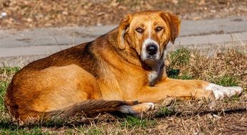 red Dog lays on dry grass