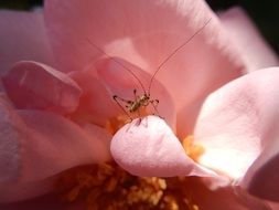 macro grasshopper on pink flower