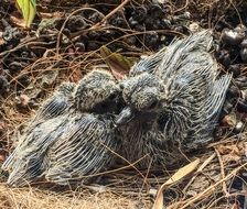 newborn pigeons in the nest