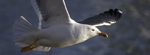 wild seagull bird flying closeup