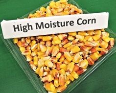 High Moisture Corn