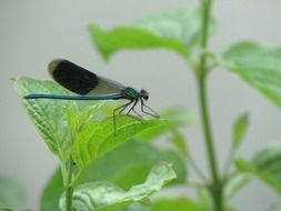 blue dragonfly on the fresh green leaf