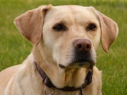 Photo half-breed Labrador