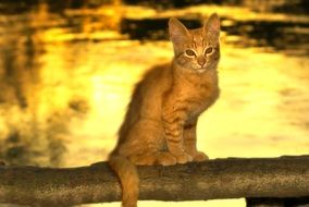 ginger cat and a Golden sunset