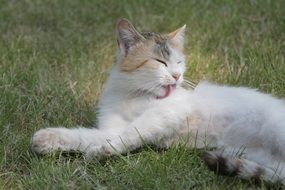 Cute Animal Kitty