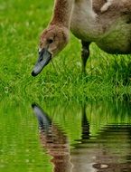 photo of a young swan