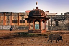 kids and pig at ruins, Holy Place, ancient building, India, Vrindavan