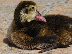 young Duck with Biped Beak lying on pavement