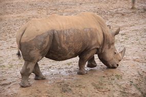 Picture of Wild rhino in Africa