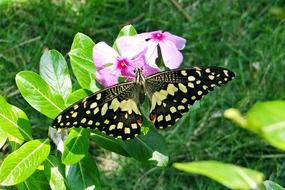 Lime papilio demoleus Butterfly, dharwad, india