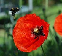 Bumblebee is flting on the poppy flower