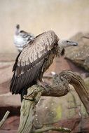 Griffon-vulture on rocks