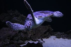 sea turtle in aquarium