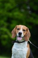 hunting dog on a leash