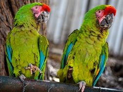 Parakeets near the tree