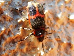 Red and black Beetle Insect