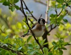 Goldfinch on the green branches of a tree