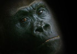 face of a big gorilla in the dark