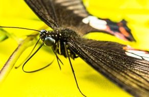 closeup of a butterfly