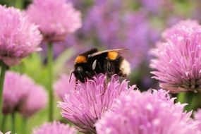 detailed photo of the Hummel on a purple flower