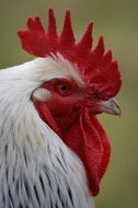 portrait of a domestic white cock