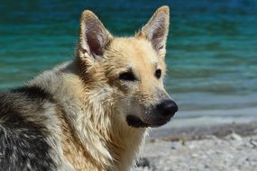 fluffy dog ââafter swimming