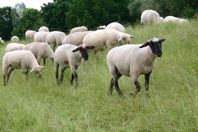 herd of sheared sheep in the field