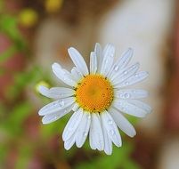 Daisy Macro with Raindrops