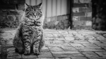 Cat Black And White photo